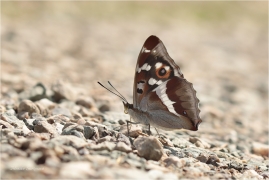 <p>BATOLEC DUHOVÝ (Apatura iris) Slovensko - Slovenský ráj ---- /Purple emperor - Großer Schillerfalter/</p>